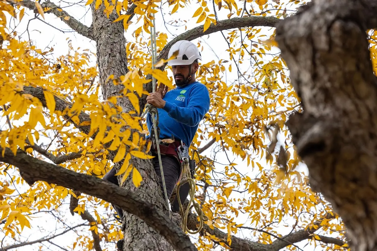 Skilled Tree Trimming crew working in Hinckley